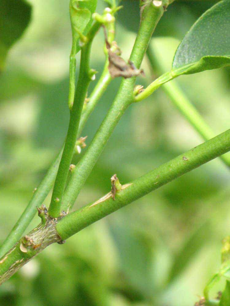            First year twig (Key, Winter Haven, FL)   